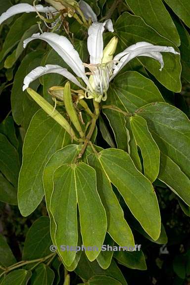 bauhinia forficata 4 graphic